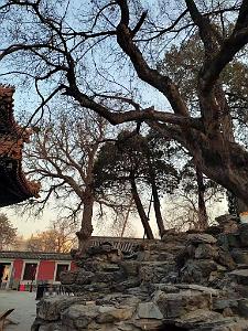 2023 02 05  PEKIN - WANSHOU TEMPLE LONGEVITE BIENVEILLANCE (42)